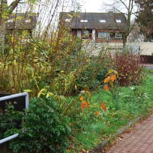 Wildwuchs auf der städtischen Grünfläche