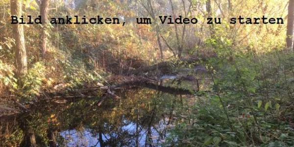 Erlenbach
